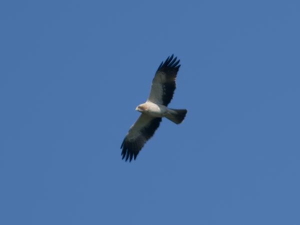 <h3>Hieraaetus&nbsp;pennatus / Booted&nbsp;eagle / Dwergarend</h3>OM-1 Mark II met OLYMPUS M.150-400mm F4.5 TC, 1/2000 sec  bij F5.6, ISO 400, afstand 247&nbsp;m